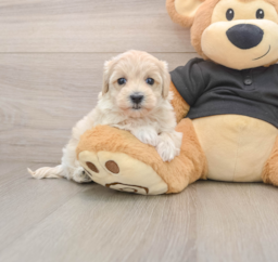8 week old Maltipoo Puppy For Sale - Lone Star Pups