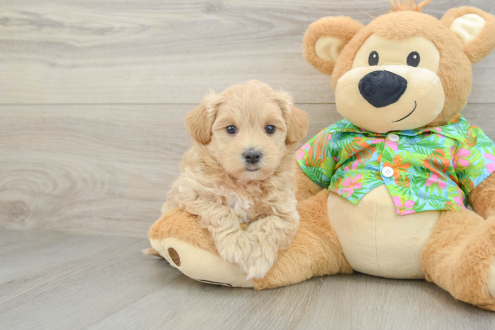 Best Maltipoo Baby