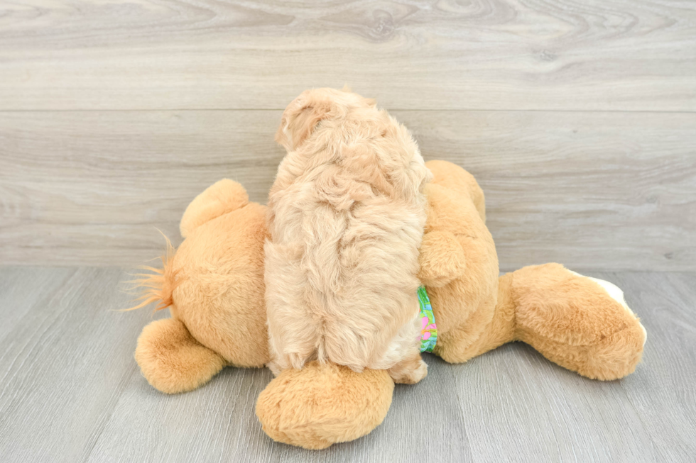 Maltipoo Pup Being Cute