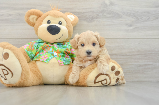 Maltipoo Pup Being Cute