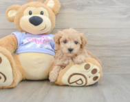 8 week old Maltipoo Puppy For Sale - Lone Star Pups