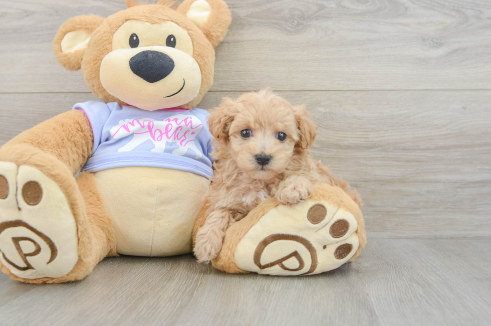 6 week old Maltipoo Puppy For Sale - Lone Star Pups