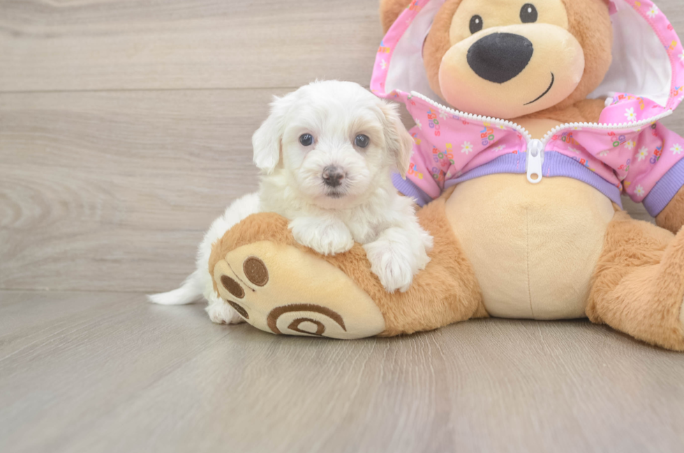 7 week old Maltipoo Puppy For Sale - Lone Star Pups