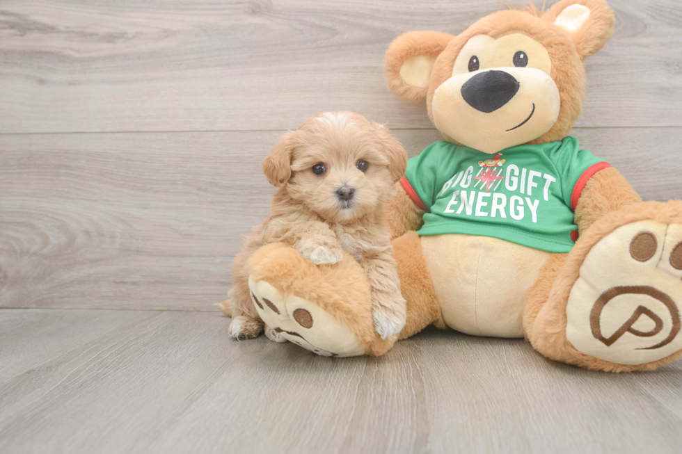 Funny Maltipoo Poodle Mix Pup