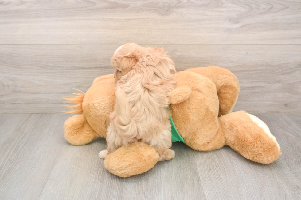 Playful Maltidoodle Poodle Mix Puppy