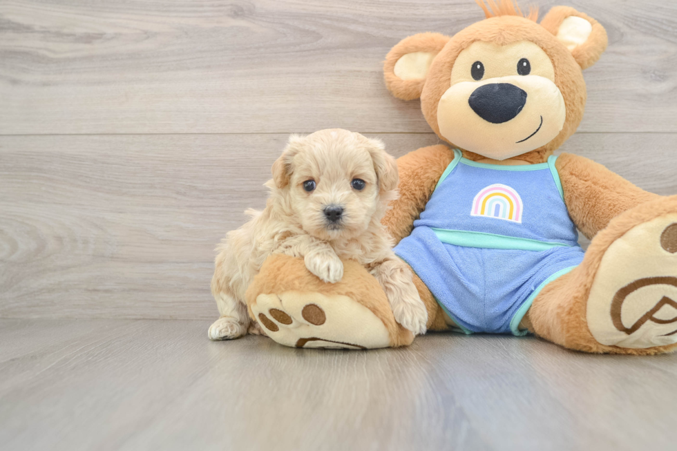 Sweet Maltipoo Baby