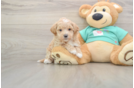 Petite Maltipoo Poodle Mix Pup