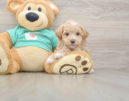 9 week old Maltipoo Puppy For Sale - Lone Star Pups