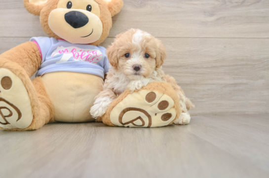 FROGGER, a Maltipoo littermate