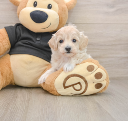 8 week old Maltipoo Puppy For Sale - Lone Star Pups