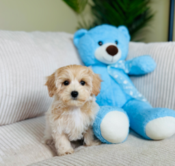 9 week old Maltipoo Puppy For Sale - Lone Star Pups