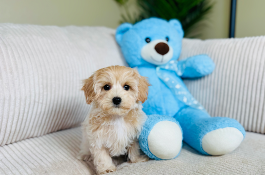 Cute Maltipoo Baby
