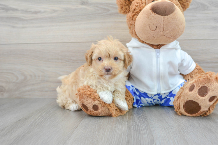 Maltipoo Puppy for Adoption