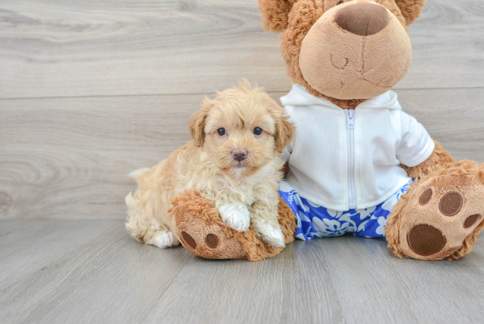 Maltipoo Puppy for Adoption
