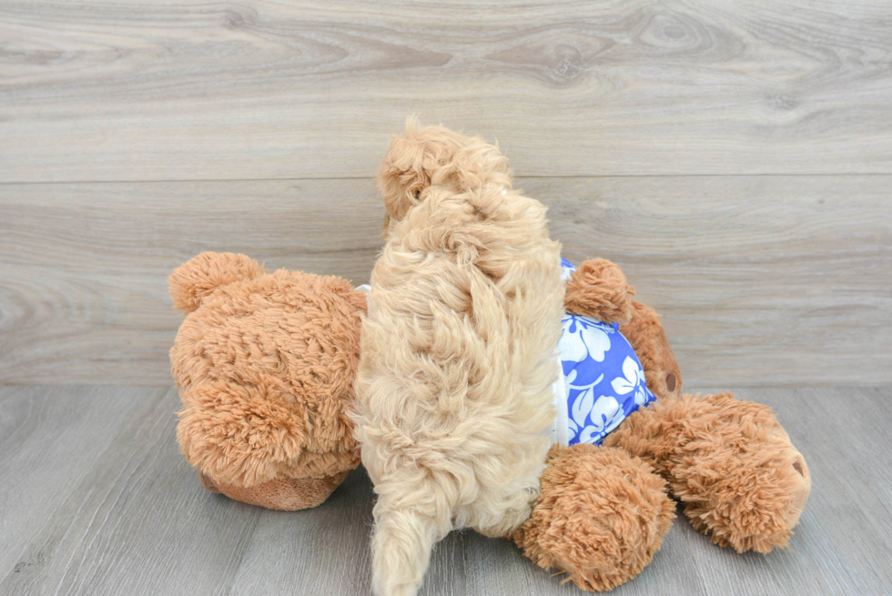 Energetic Maltepoo Poodle Mix Puppy