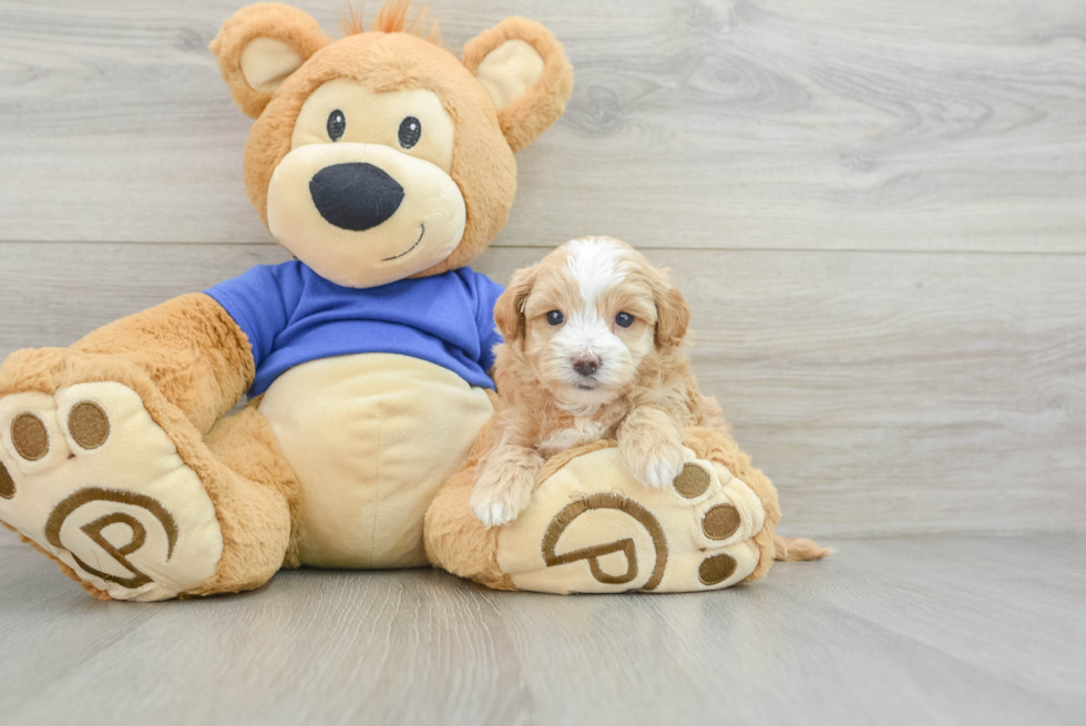 Cute Maltipoo Baby