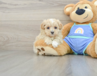 8 week old Maltipoo Puppy For Sale - Lone Star Pups