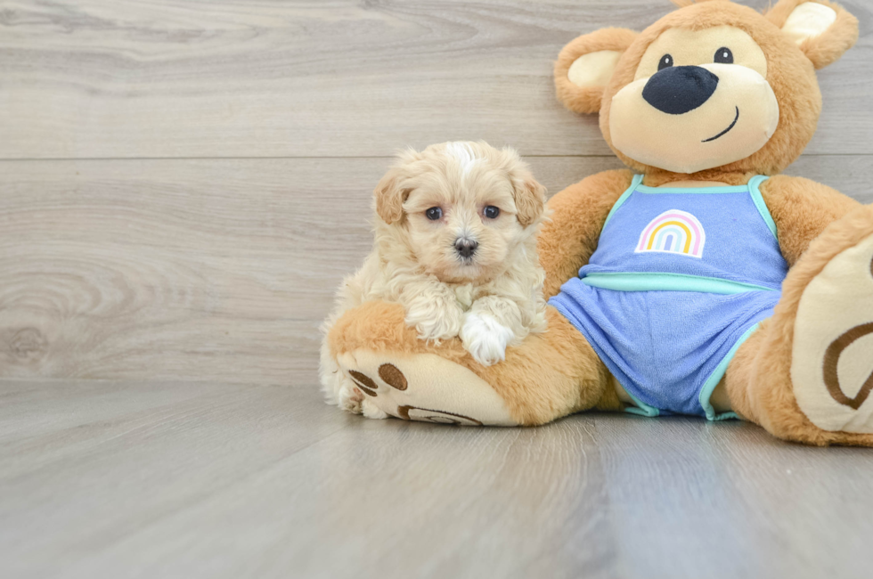 6 week old Maltipoo Puppy For Sale - Lone Star Pups