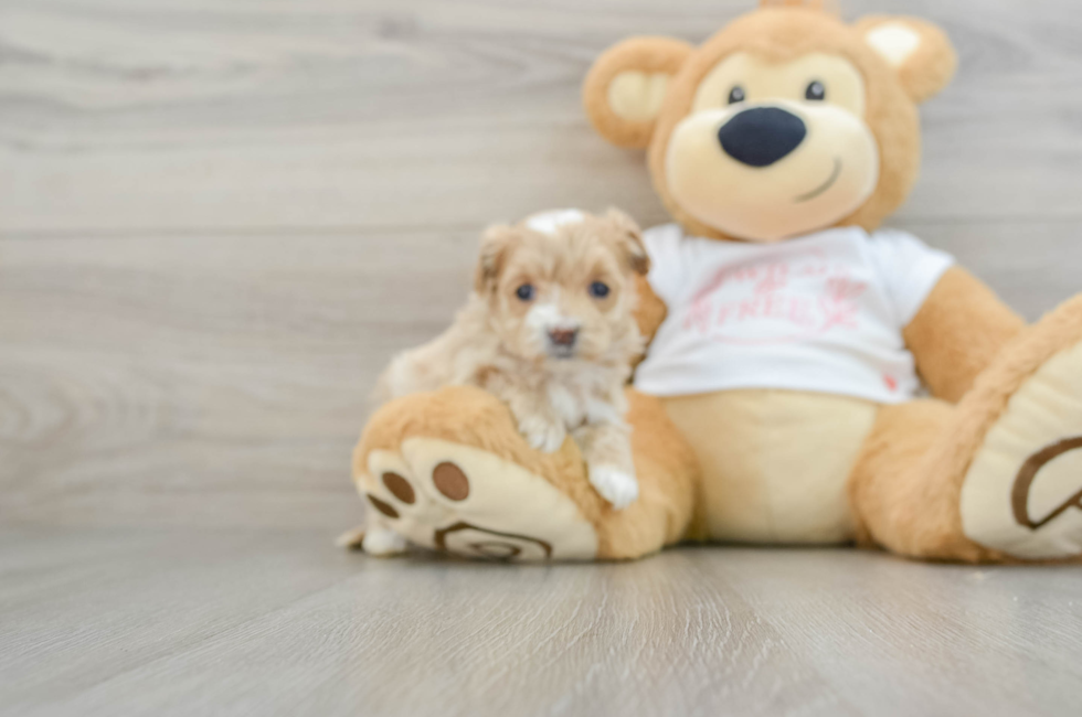 6 week old Maltipoo Puppy For Sale - Lone Star Pups