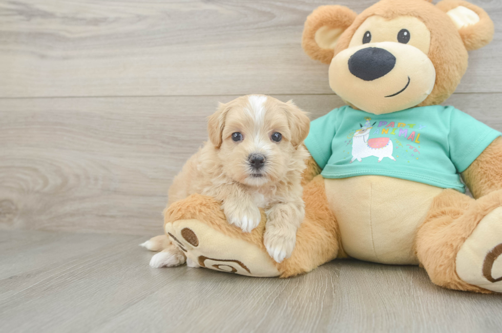 6 week old Maltipoo Puppy For Sale - Lone Star Pups