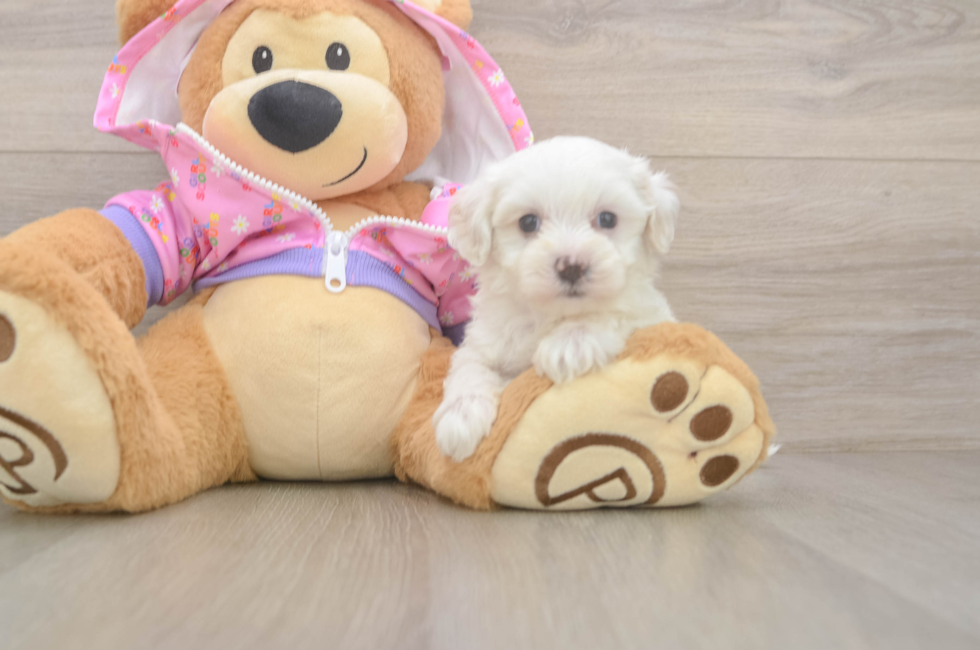 7 week old Maltipoo Puppy For Sale - Lone Star Pups
