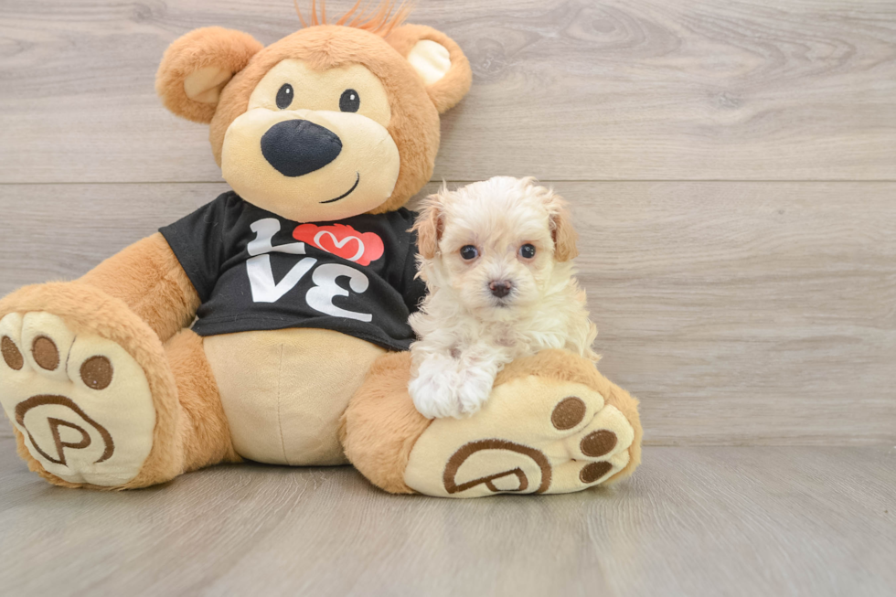 Maltipoo Pup Being Cute