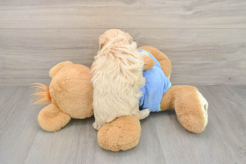 Fluffy Maltipoo Poodle Mix Pup