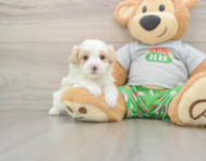 7 week old Maltipoo Puppy For Sale - Lone Star Pups