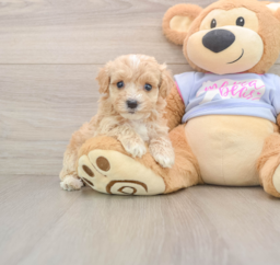 9 week old Maltipoo Puppy For Sale - Lone Star Pups