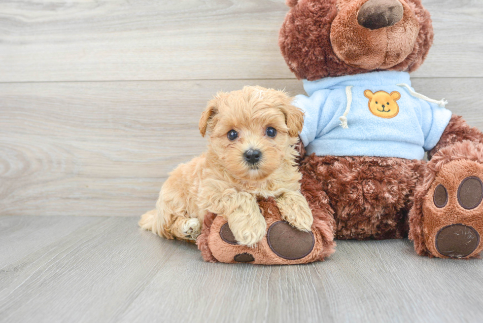 Funny Maltipoo Poodle Mix Pup