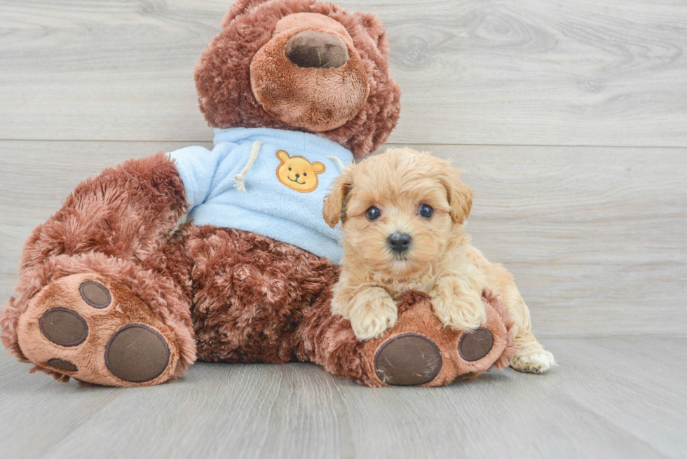 Energetic Maltese Poodle Poodle Mix Puppy