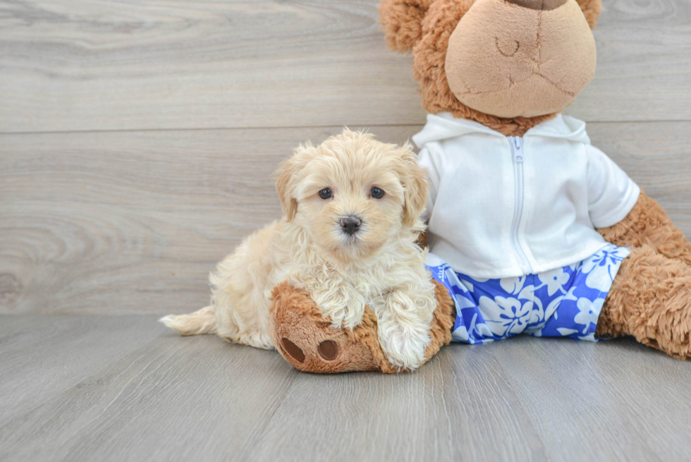 Maltipoo Puppy for Adoption