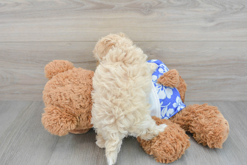 Sweet Maltipoo Baby