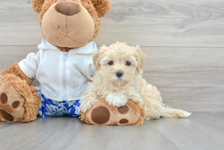 Maltipoo Puppy for Adoption