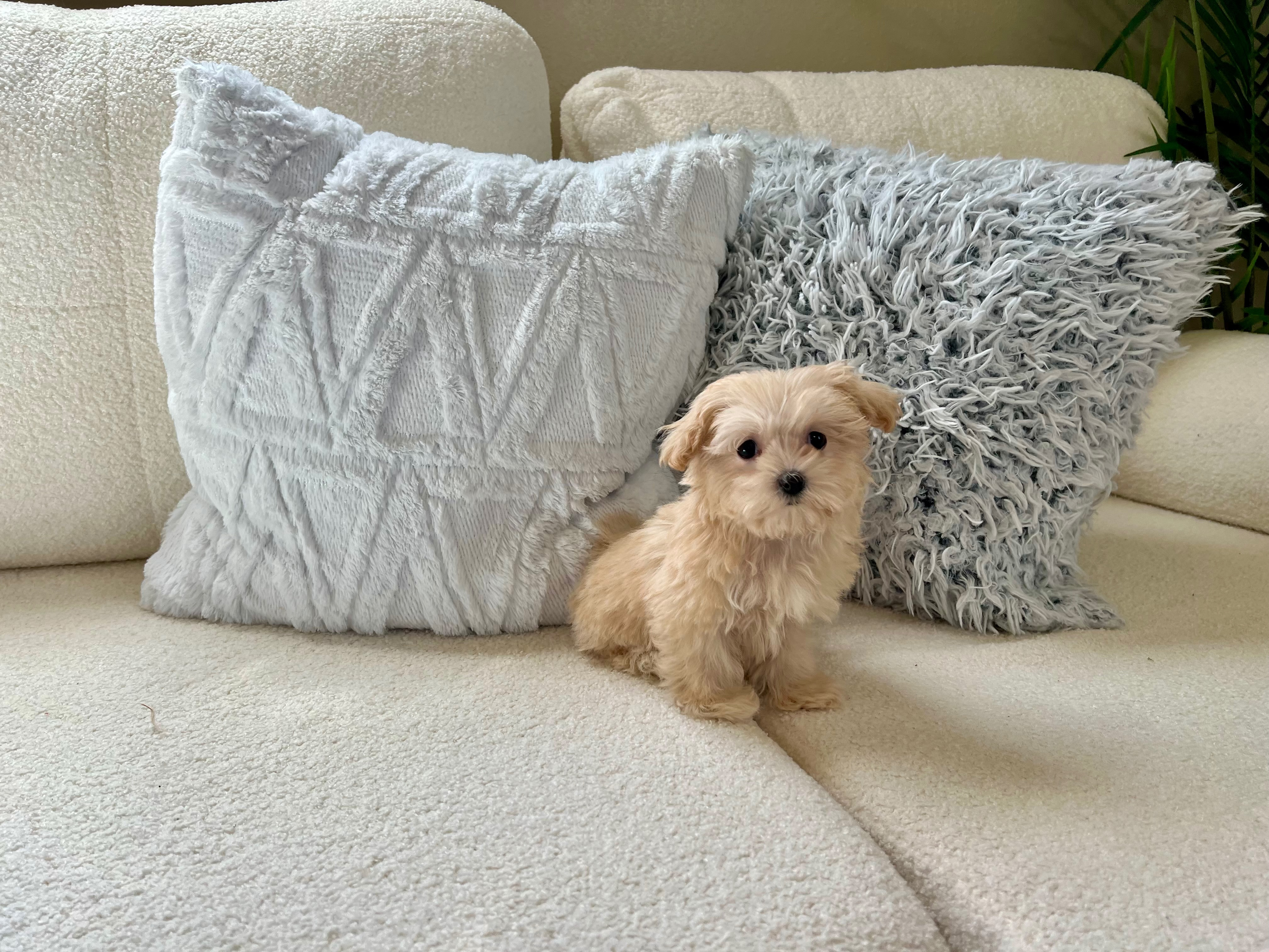 Best Maltipoo Baby