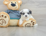 8 week old Maltipoo Puppy For Sale - Lone Star Pups