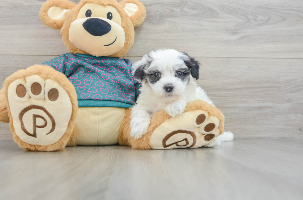 8 week old Maltipoo Puppy For Sale - Lone Star Pups