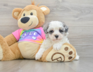 9 week old Maltipoo Puppy For Sale - Lone Star Pups