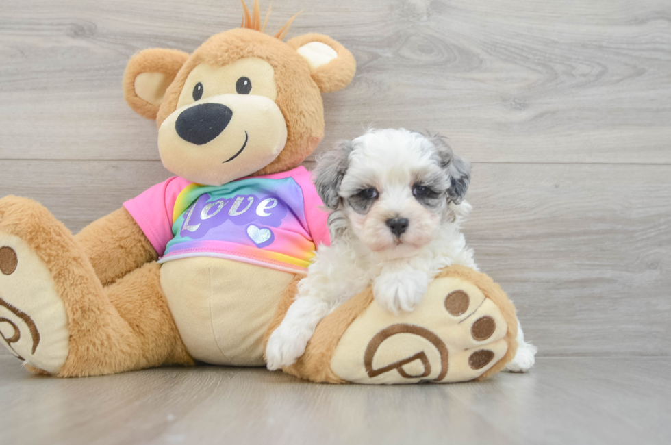 6 week old Maltipoo Puppy For Sale - Lone Star Pups