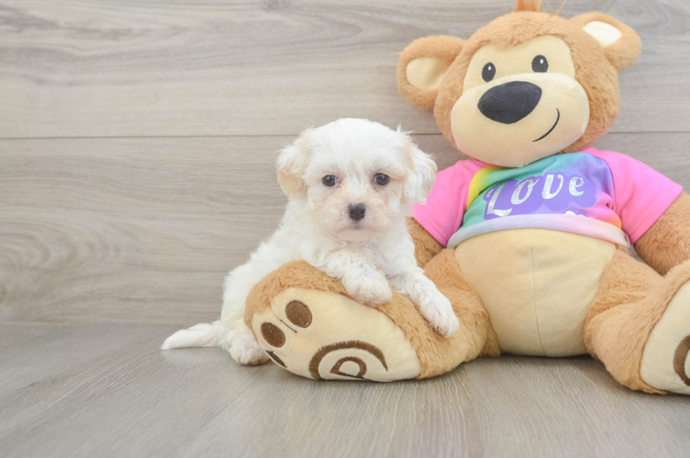 6 week old Maltipoo Puppy For Sale - Lone Star Pups