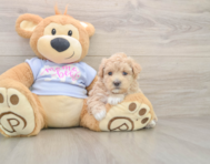 8 week old Maltipoo Puppy For Sale - Lone Star Pups