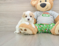 7 week old Maltipoo Puppy For Sale - Lone Star Pups