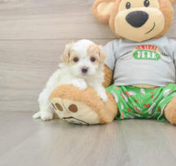 7 week old Maltipoo Puppy For Sale - Lone Star Pups