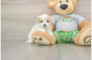 Maltipoo Puppy for Adoption