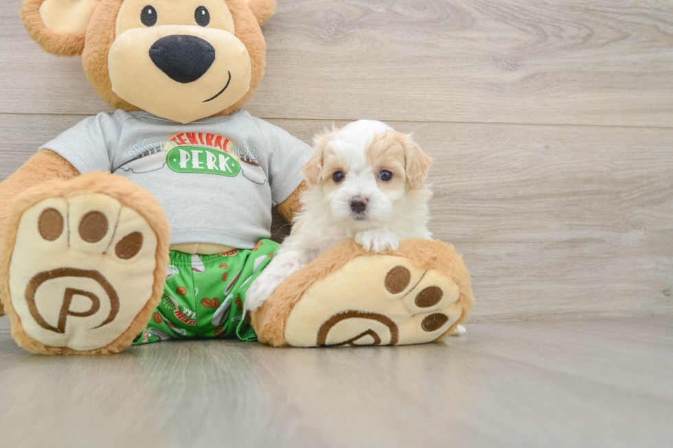 Friendly Maltipoo Baby