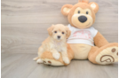 Best Maltipoo Baby