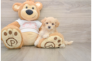 Small Maltipoo Baby