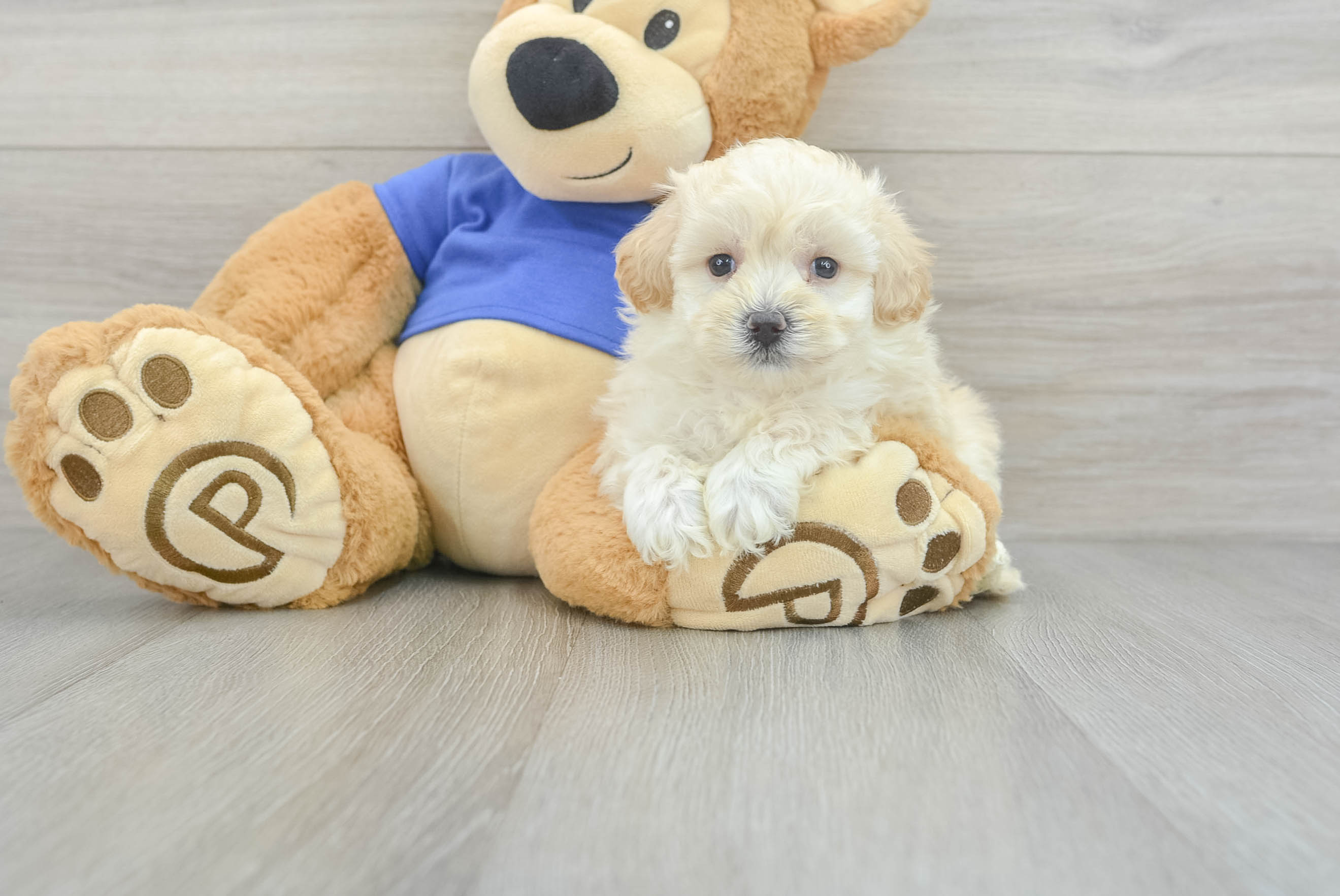 Fluffy Maltipoo Poodle Mix Pup