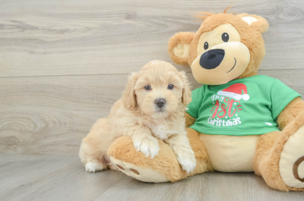 6 week old Maltipoo Puppy For Sale - Lone Star Pups