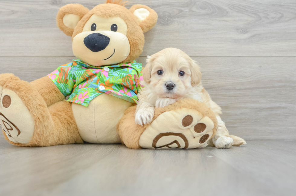 7 week old Maltipoo Puppy For Sale - Lone Star Pups